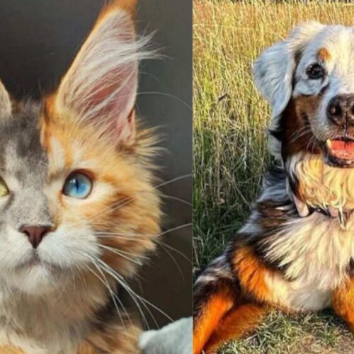 Le sorprendenti mutazioni genetiche negli amici a 4 zampe: foto