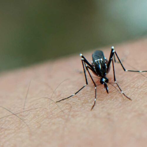 Dengue, allerta negli Stati Uniti: perché il virus minaccia anche l’Europa