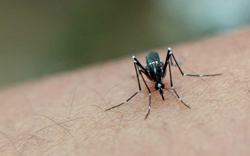 Dengue, allerta negli Stati Uniti: perché il virus minaccia anche l’Europa