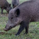 Cinghiali - Foto di Doğan Alpaslan Demir : https://www.pexels.com/it-it/foto/natura-erba-selvaggio-fotografia-di-animali-18458740/