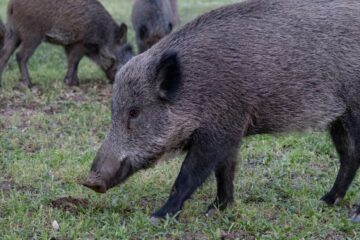 Infettato da batterio dopo aver mangiato carne di cinghiale