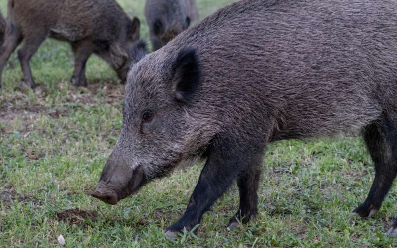 Infettato da batterio dopo aver mangiato carne di cinghiale