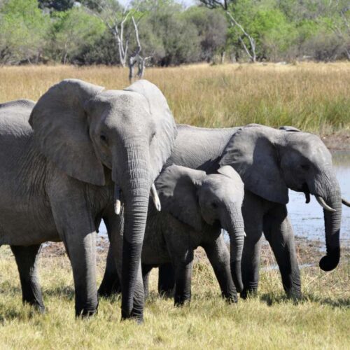 Tumori, gli animali più grandi hanno più probabilità di ammalarsi
