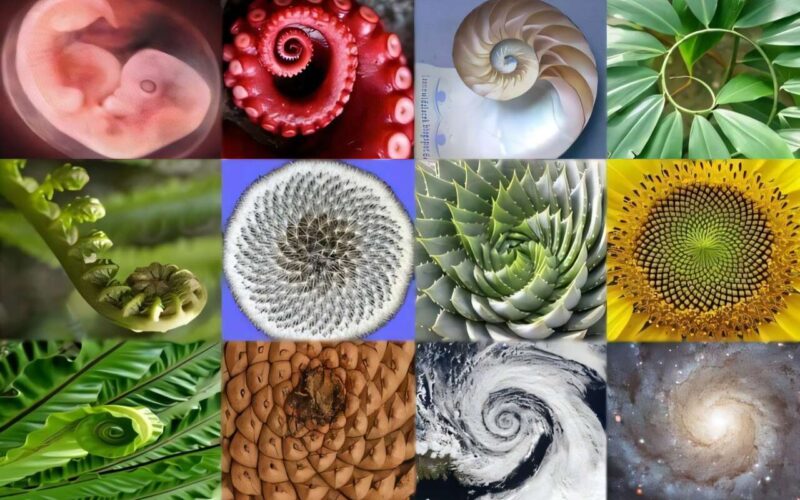 Universo e spirali, dall’apparente caos un ordine nascosto