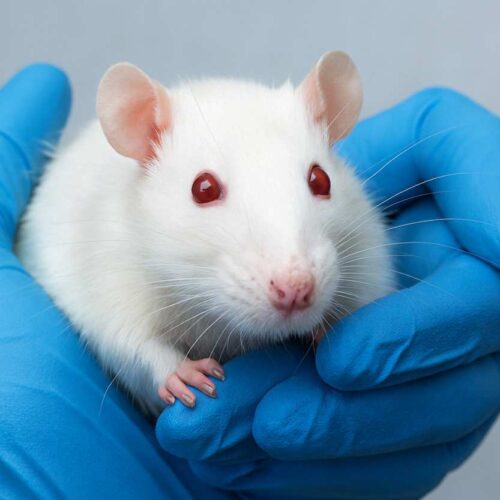 Addio ai test sugli animali, la FDA apre a Intelligenza artificiale e organoidi