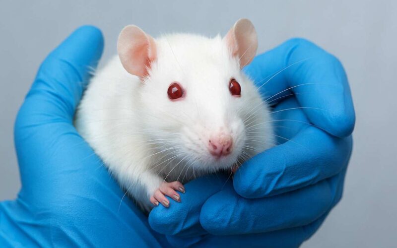 Addio ai test sugli animali, la FDA apre a Intelligenza artificiale e organoidi