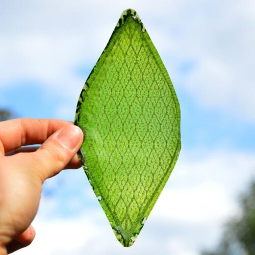 Silk Leaf, la foglia artificiale che imita la fotosintesi