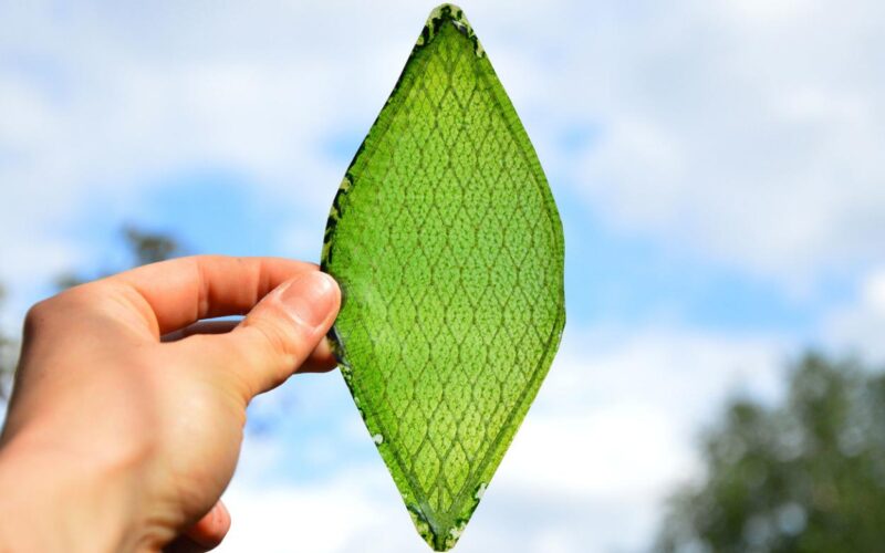 Silk Leaf, la foglia artificiale che imita la fotosintesi