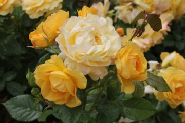 Tutte le rose erano gialle: la scoperta che riscrive l’origine dei fiori più amati