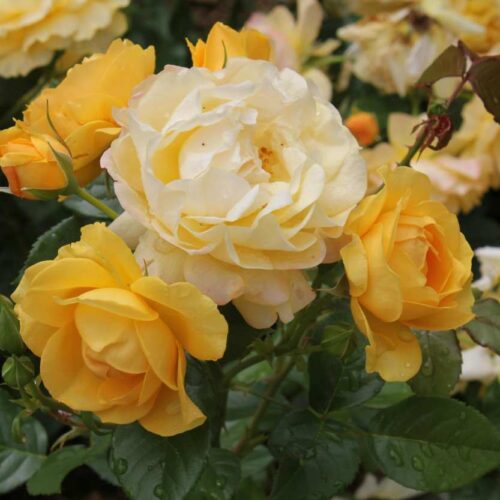Tutte le rose erano gialle: la scoperta che riscrive l’origine dei fiori più amati