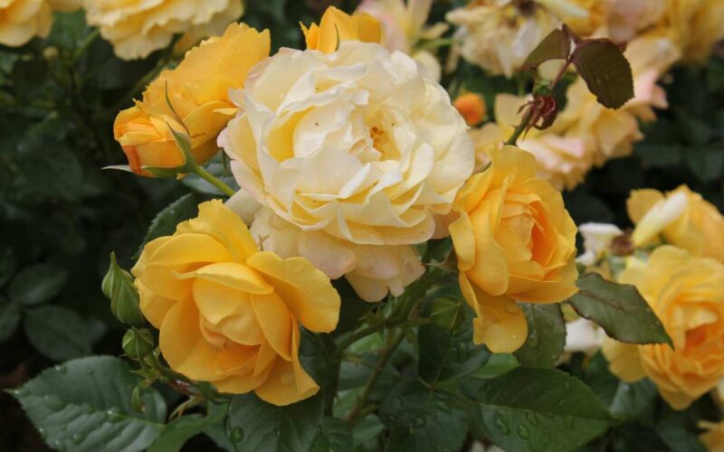 Tutte le rose erano gialle: la scoperta che riscrive l’origine dei fiori più amati