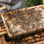 Un minuscolo killer delle api minaccia l’impollinazione globale