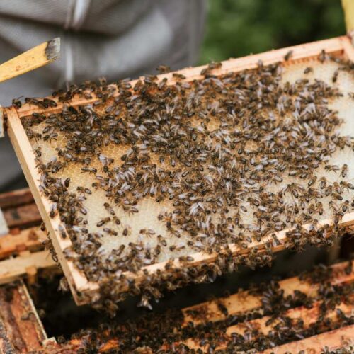 Un minuscolo killer delle api minaccia l’impollinazione globale