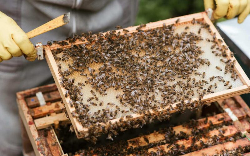 Un minuscolo killer delle api minaccia l’impollinazione globale