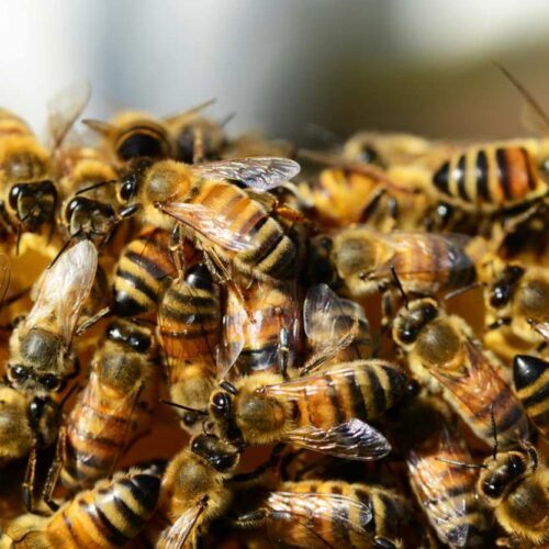 Creata un’alternativa al polline per salvare le api: tutto sul nuovo alimento