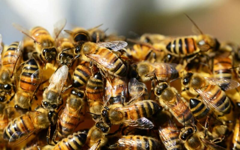 Creata un’alternativa al polline per salvare le api: tutto sul nuovo alimento