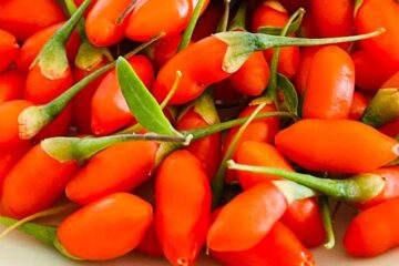 Goji rosso fresco, un superfood ancora raro: ecco tutto ciò che devi sapere