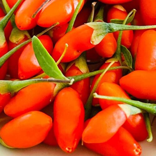 Goji rosso fresco, un superfood ancora raro: ecco tutto ciò che devi sapere