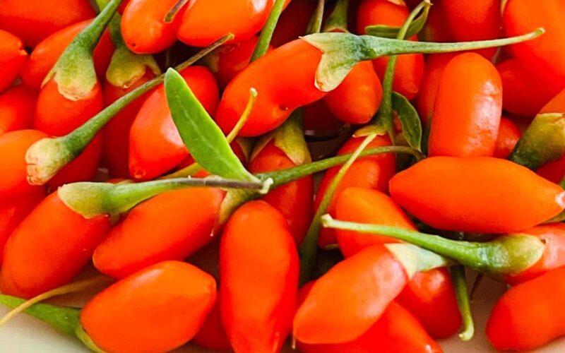 Goji rosso fresco, un superfood ancora raro: ecco tutto ciò che devi sapere