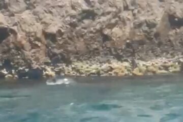 Avvistata a Capri una foca monaca: “Torna dopo quasi 100 anni di assenza”