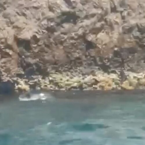 Avvistata a Capri una foca monaca: “Torna dopo quasi 100 anni di assenza”