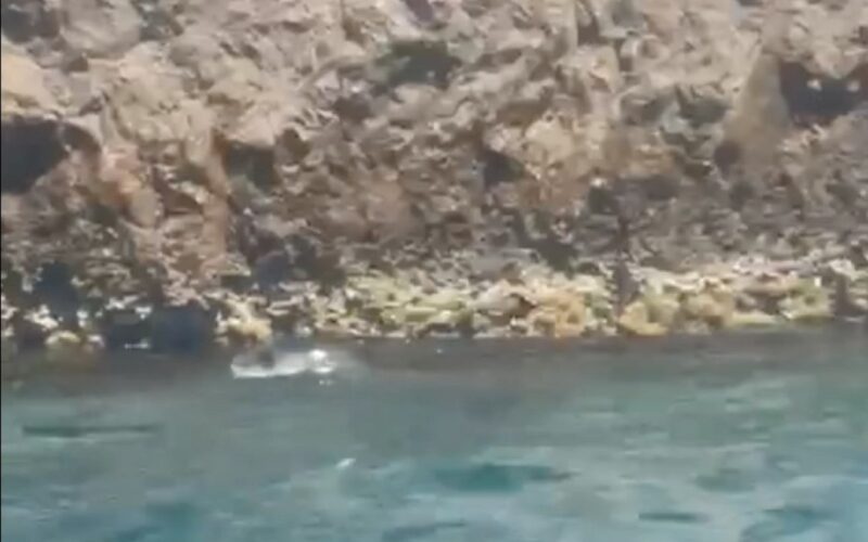 Avvistata a Capri una foca monaca: “Torna dopo quasi 100 anni di assenza”