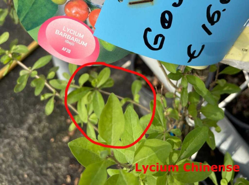 Goji Rosso (Lycium Chinense) - Foto GiornaleTecnologico.net