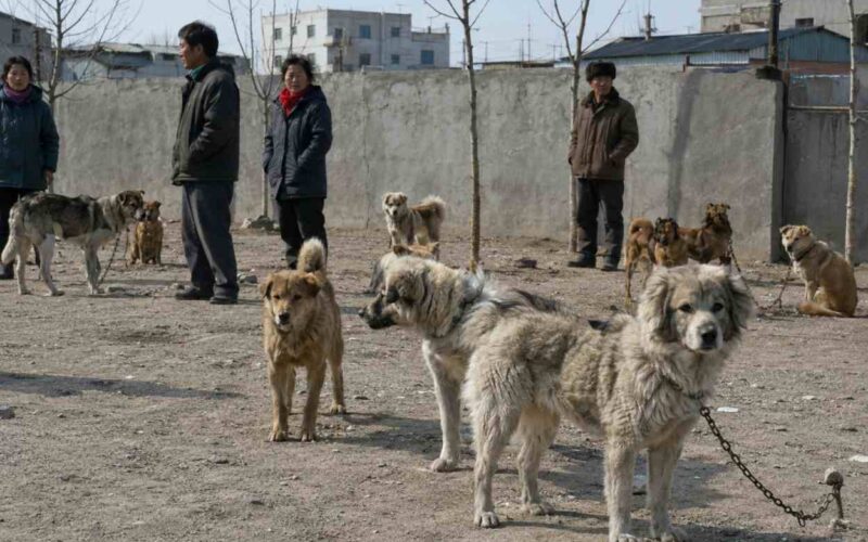 Zuppa di carne di cane contro il caldo, quando la propaganda di Stato legittima la crudeltà