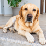 In memoria di Prince Dexter von Zeddis (11-03-2013 /03-09-2026)