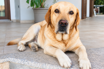 I cani leggono le emozioni sul nostro volto dei propri amici umani