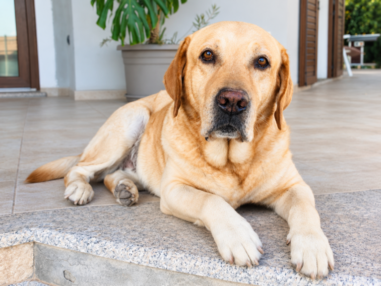 In memoria di Prince Dexter von Zeddis (11-03-2013 /03-09-2026)