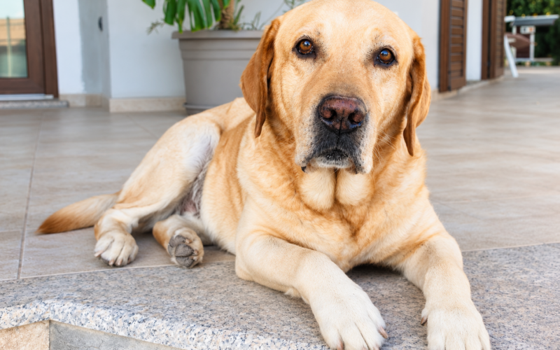 I cani leggono le emozioni sul nostro volto dei propri amici umani