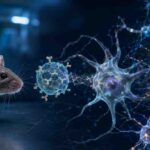 Alzheimer, un nanogel sperimentale “ricostruisce” i neuroni perduti