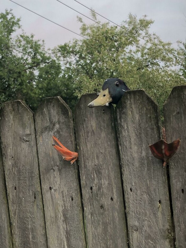 Sono un esperto di volo radente