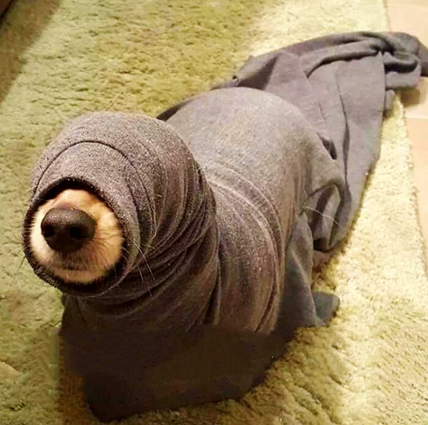 Sono una foca