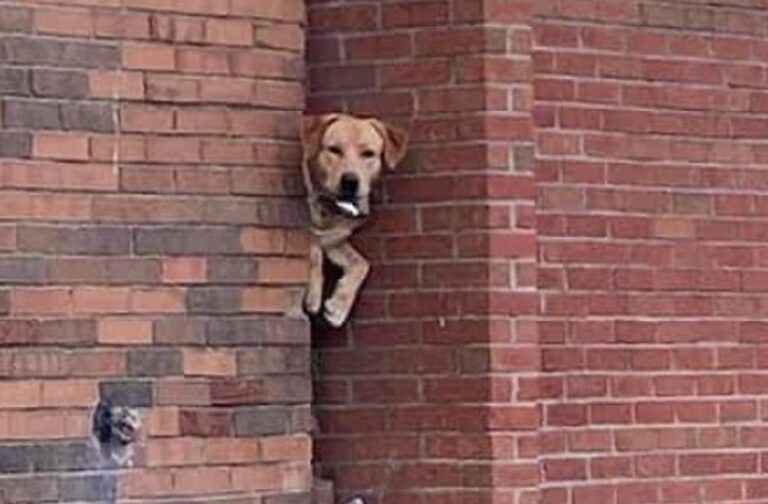Quando la curiosità è portatrice di guai: le imbarazzanti foto degli amici animali rimasti incastrati nei posti più assurdi
