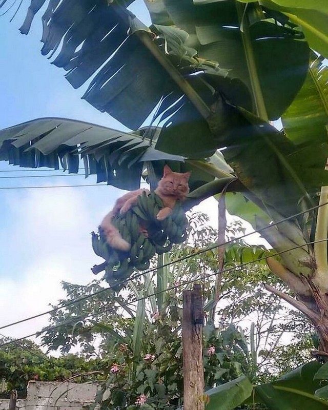 Si chiama casco di banane, ma io non casco sia chiaro