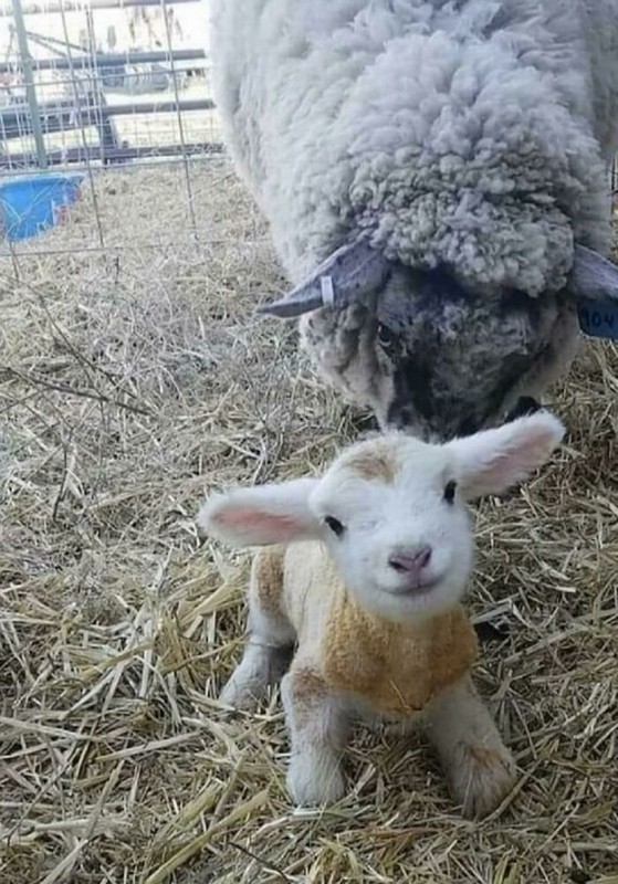 Volevo soltanto darvi il mio più speciale buongiorno