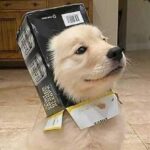Le foto degli amici animali più teneri del Web: le immagini del buonumore