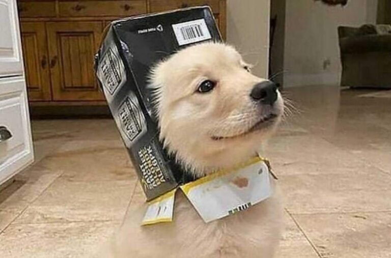 Le foto degli amici animali più teneri del Web: le immagini del buonumore