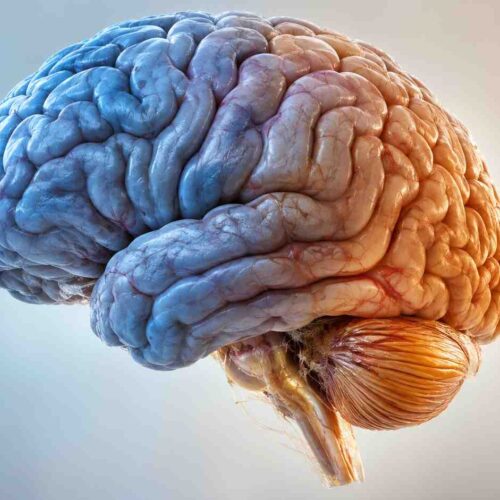 Il cervello è un organo composito dalla doppia origine embrionale