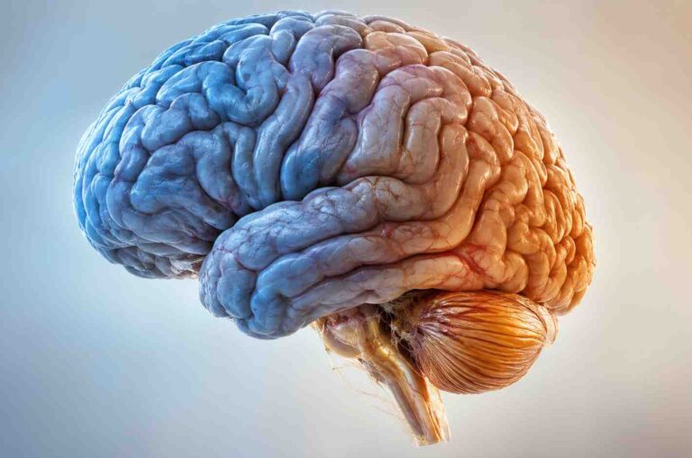 Il cervello è due organi in uno: scoperta una doppia origine embrionale