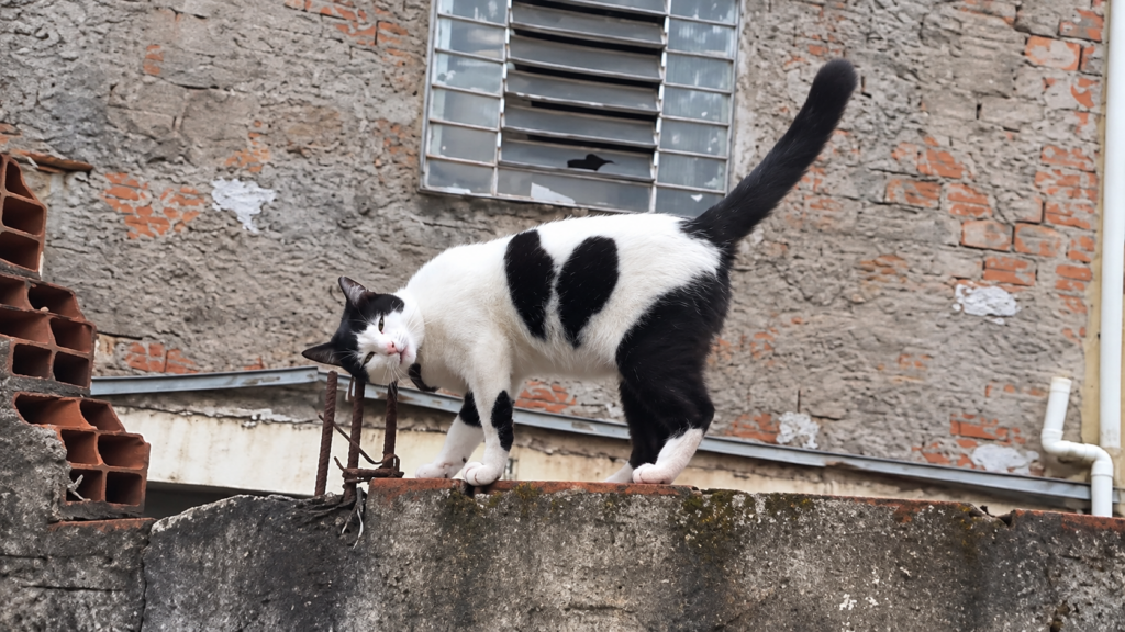 La mia amata mi ha lasciato...