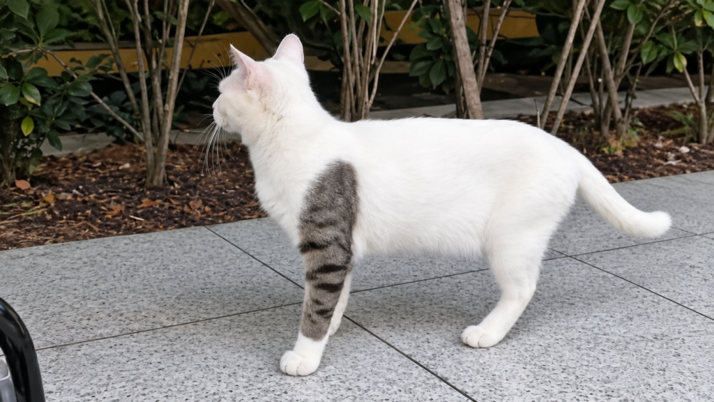 Sono il gatto di un tatuatore