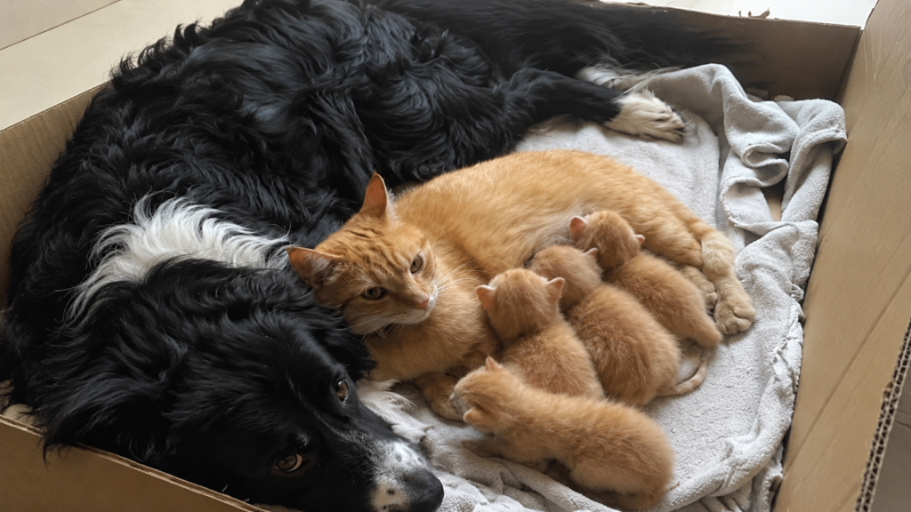 Dormi sereno cagnone, appena i miei figli cresceranno dormirai in cortile