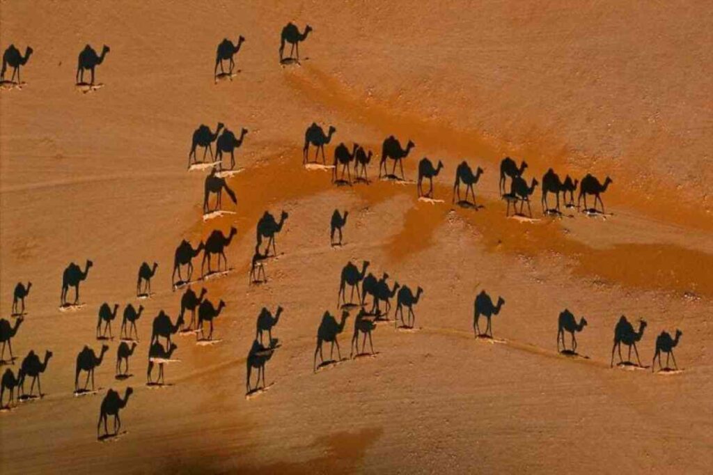 L'ombra dei cammelli visti dall'alto