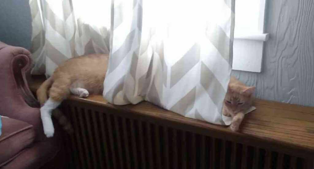 Un gatto che la sa molto lunga