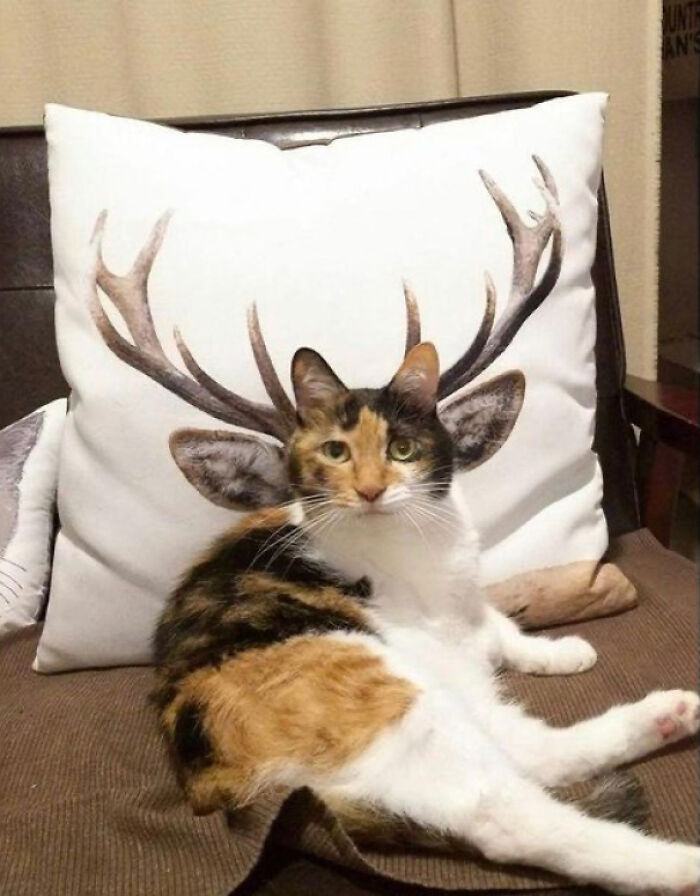 Questo gatto sarà effettivamente cornuto?