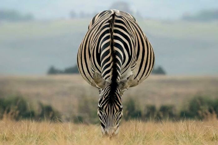 Una nuova specie?