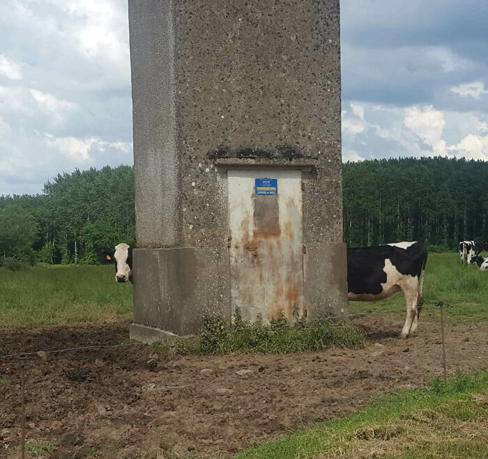 La mucca più lunga del mondo